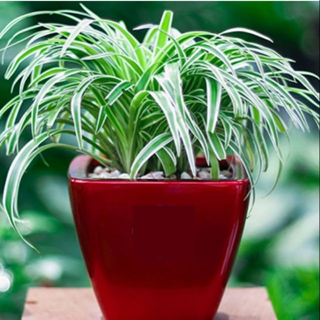 5 Cây Cỏ Lan Chi_ cây dây nhện