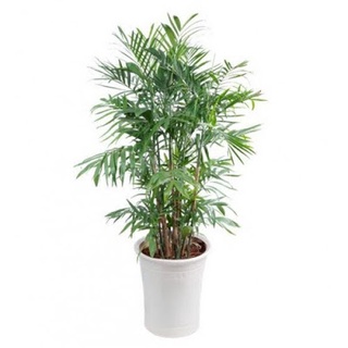 Cây cau hawai , cây nội thất, cây vượng phong thủy mang lại may mắn tài lộc cho gia chủ