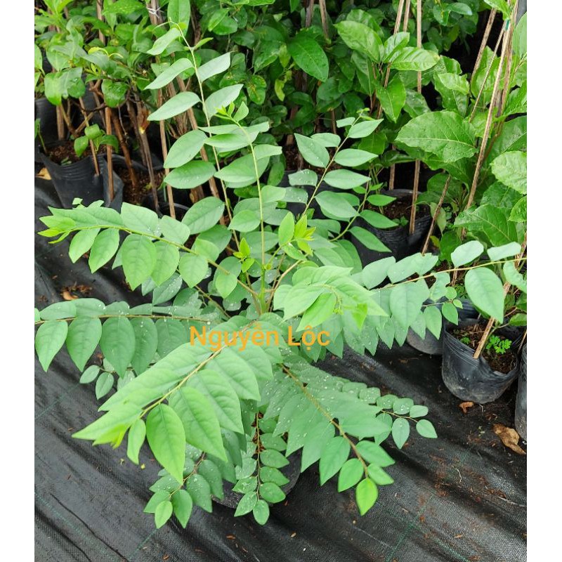 Cây chùm ruột trái ngọt- Hoa kiểng Nguyễn Lộc- Cây giống chất lượng cao