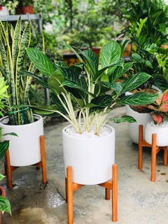 Cây bạch mã hoàng tử cây lớn