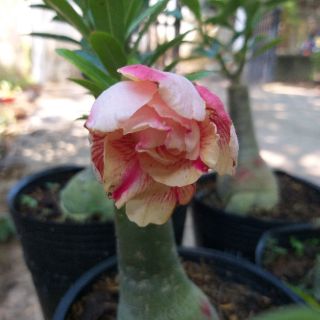 Sứ thái ghép 1 nhánh
