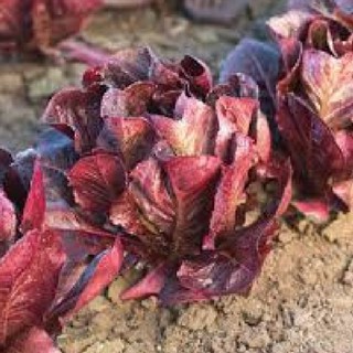 Hạt giống rau xà lách romaine đỏ -  0,2gr