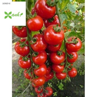 Hạt giống Cà Chua Bi Chùm 30 Hạt