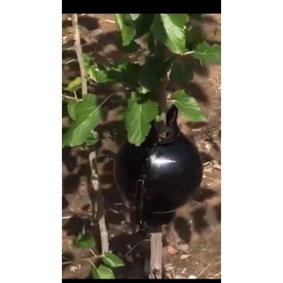 5 KHAY CHIẾT CÀNH CHO CÂY 8CM