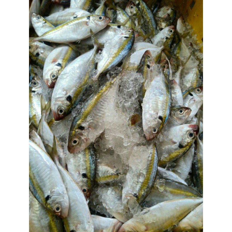 [KHÔ NGON]Khô cá chỉ vàng xếp bông 500g khô đặc sản Trần đề Sóc Trăng