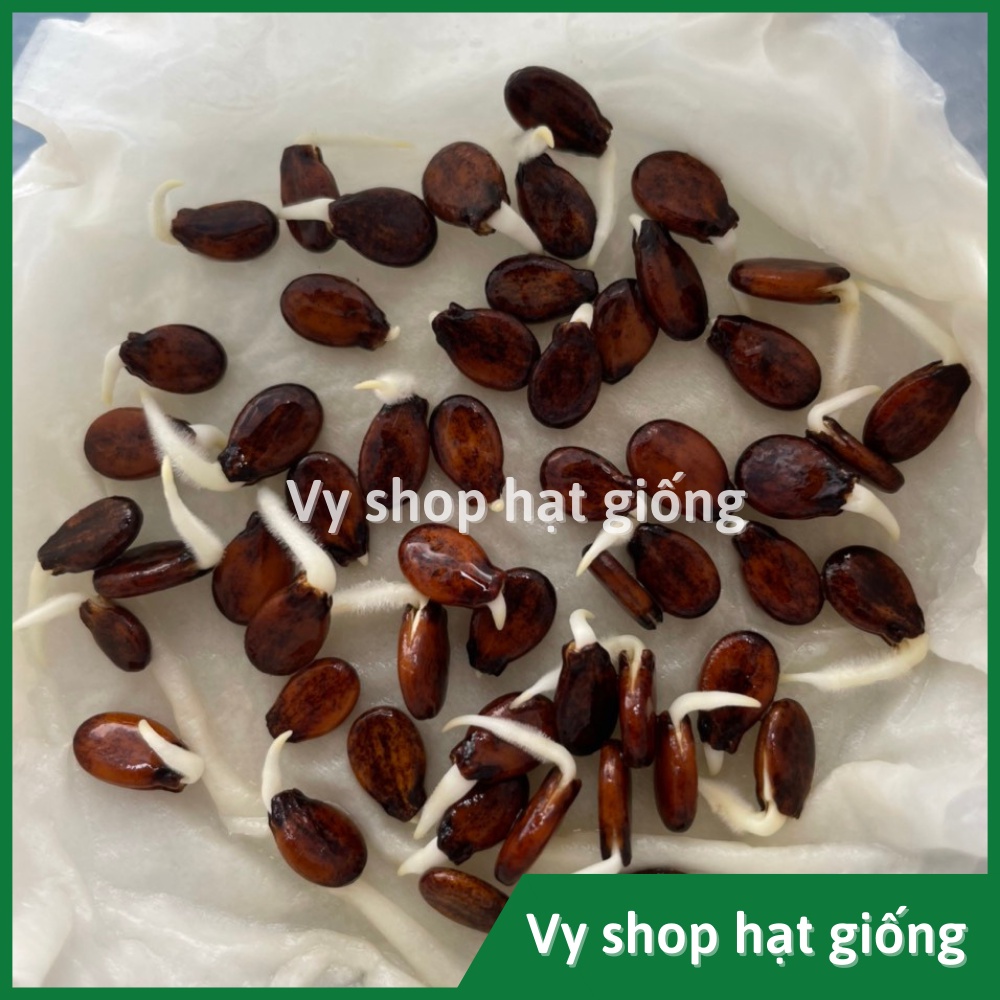 Hạt giống dưa hấu sugar baby Thái Lan gói 40 hạt
