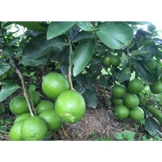 cây chanh tứ quí 1 cây ( đang trái)