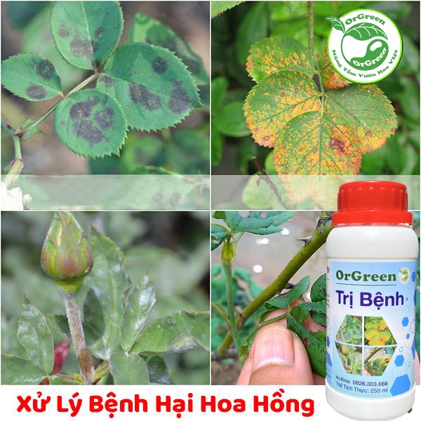 Combo 4 chai 250ml OrGreen dành cho hoa hồng - Chế phẩm sinh học dành cho hoa hồng