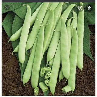 hạt giống cây đậu đỗ cove leo tứ quý hạt đen gói (50gr) rau