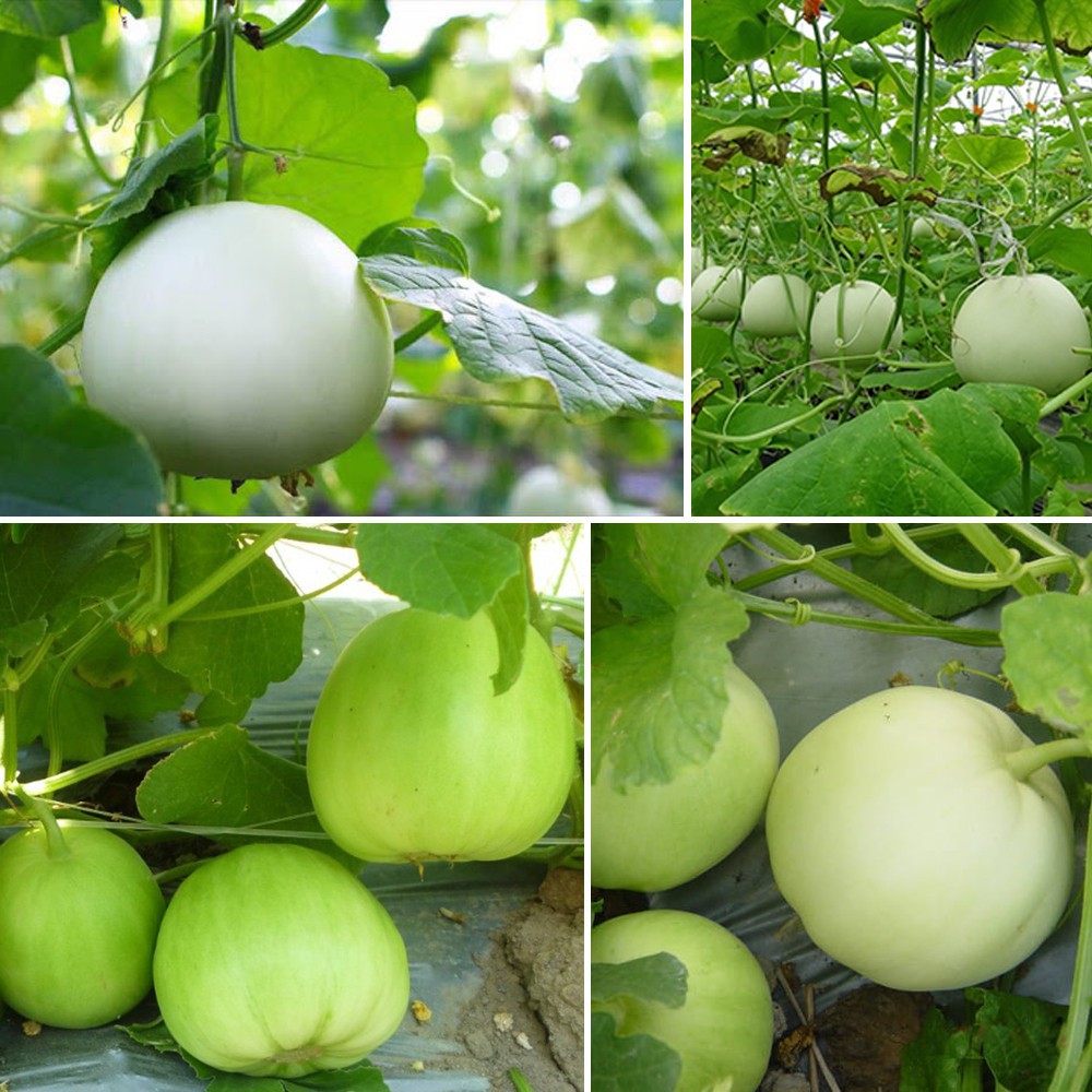 Hạt giống Dưa lê siêu ngọt 20 hạt (TẶNG gói kích thích hạt nảy mầm)