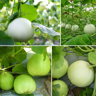 Hạt giống Dưa lê siêu ngọt 20 hạt (TẶNG gói kích thích hạt nảy mầm)