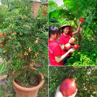 Cây giống lựu đỏ