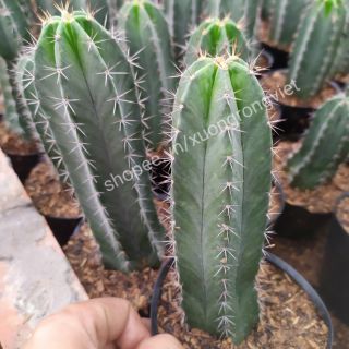 Xương rồng Paramao cao 20-22cm