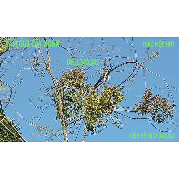 Tầm gửi cây xoan, giá 150k/kg, chưa v/c