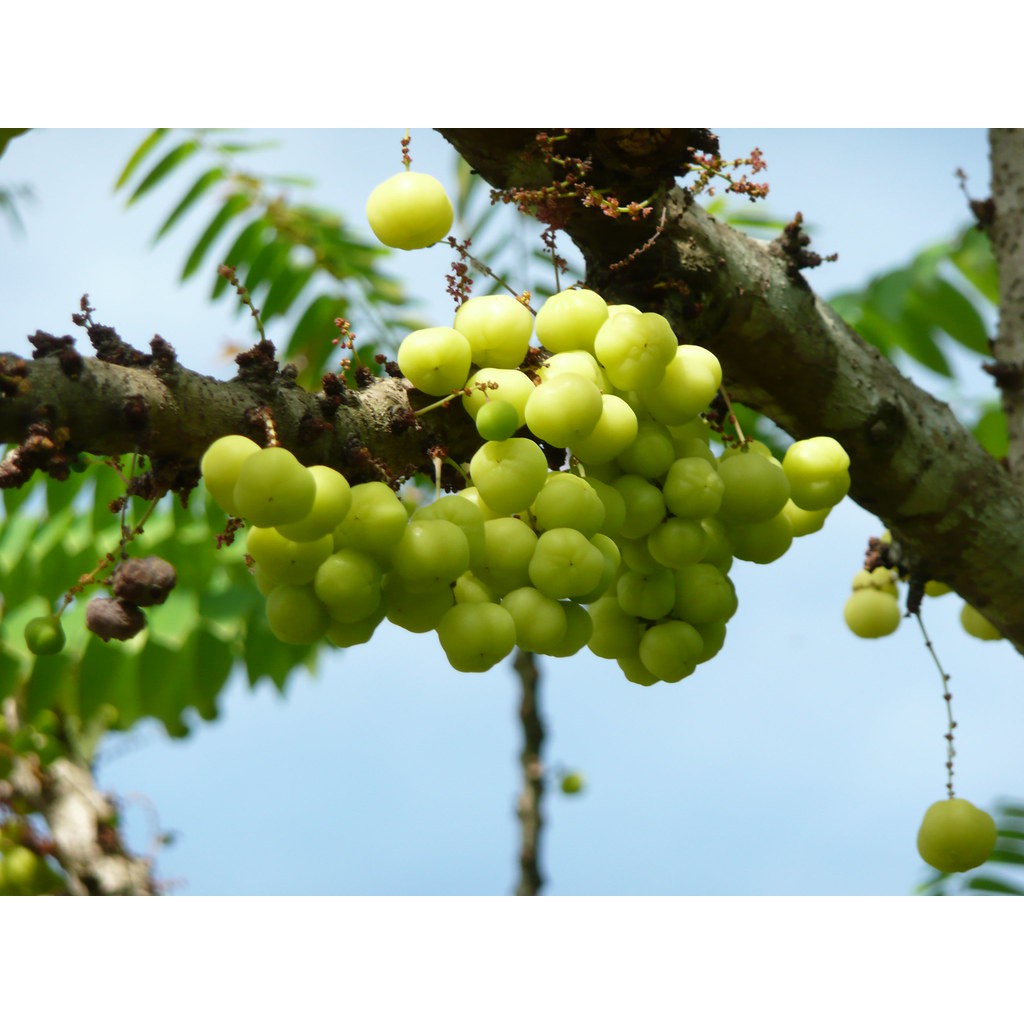 Cây chùm ruột