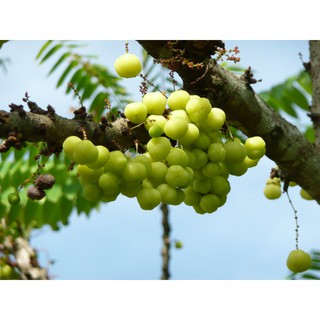 Cây chùm ruột