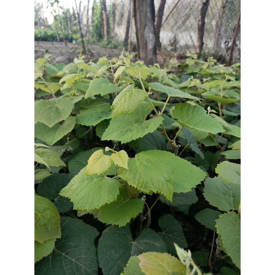 Cây Giống Nho Kẹo ⚡Freeship⚡ 🌴Mua 4 tặng 1 cây bất kì🌴