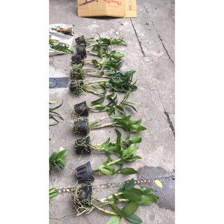 combo của hạnh quân
