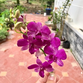 Hoa lan dendro đồng tiền đỏ - 1 chậu, đang vòi/đứng lá sắp hoa