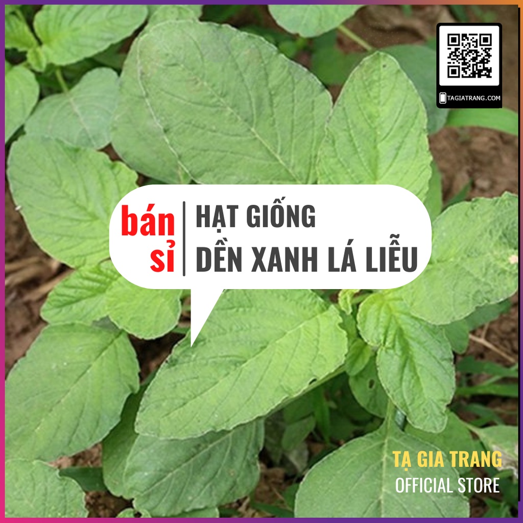 [Bán sỉ] - Hạt giống rau dền xanh lá liễu (rau dền xanh lá nhọn)