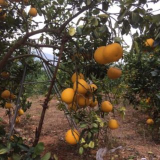 Bưởi diễn ngon cây 14 năm.