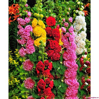 Hạt giống Hoa Mãn đình hồng