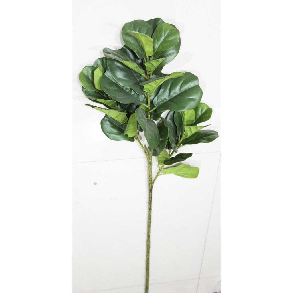 Set chậu cây bàng non singapore