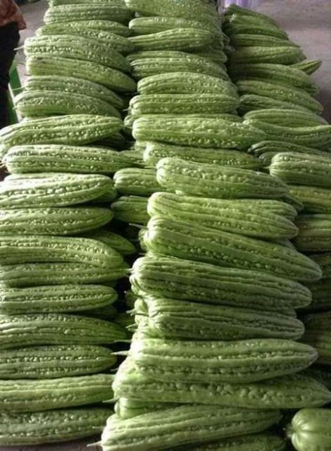 Hạt Giống Mướp Đắng F1 VA.254