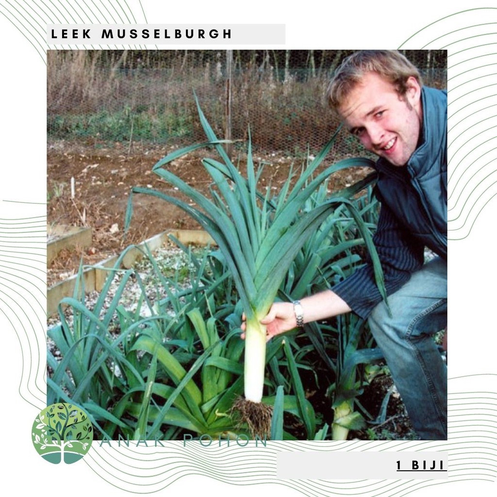 hạt giống Tỏi tây Musselburgh Leeks hạt lớn 50h