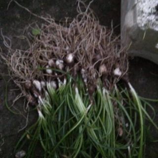 10 củ hoa huệ mưa hồng