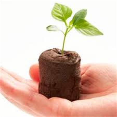 15 Viên Nén Xơ Dừa, Bầu Ươm xơ dừa, Viên nén ươm hạt, kích mầm, Viên nén Trồng cây (Nở 6cm)