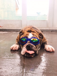 MẮT KIẾNG CÚN MÈO 🐶😻