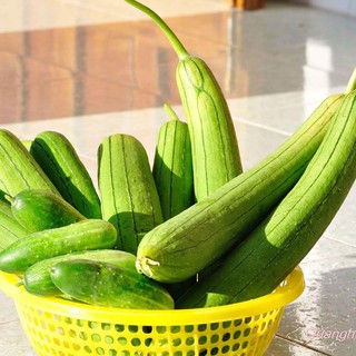 Hạt giống mướp hương Thái Lan