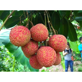 Giống cây vải u hồng giống chuẩn