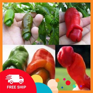 Gói 20 hạt giống ớt cu tý LUCKYVN