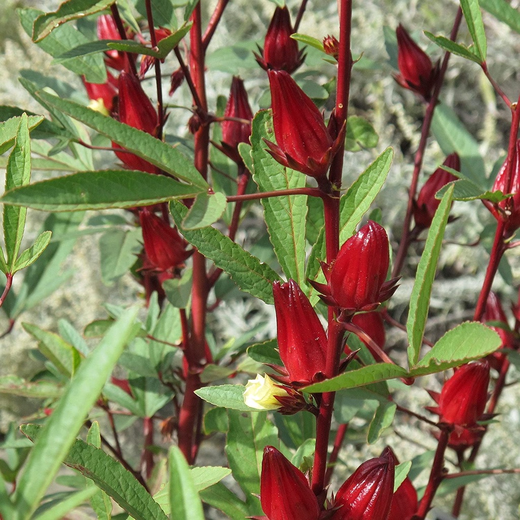 Hạt giống dâm bụt đỏ Roselle - Gói Hibiscus sabdariffa Miến Điện Chin Baung Jamaica