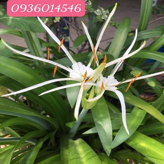 Cây Bạch Trinh Biển (Combo 3 bầu)