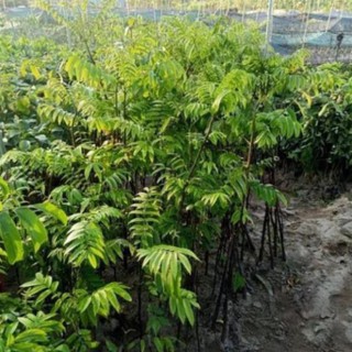 Cây giống sấu ghép, cao từ 60-80cm