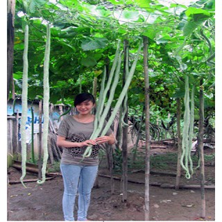 |HÀNG NHẬP KHẨU| Hạt giống mướp rắn quả dài Thái Lan. Tặng kèm viên nén ươm hạt và kích rễ