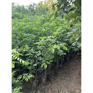 Cây Giống Dáng Hương