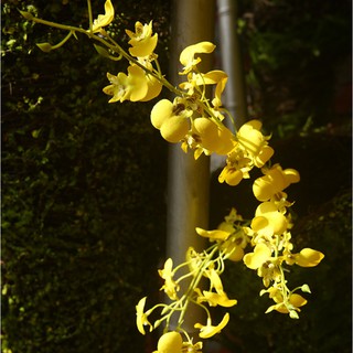 Cành lan Vũ nữ lụa cao cấp-cành cao 88cm