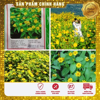 Hạt Giống Cúc Mặt Trời(50-100 hạt)