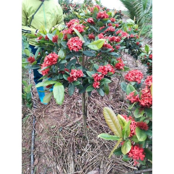 Cây Mẫu Đơn Đỏ Cao 1m