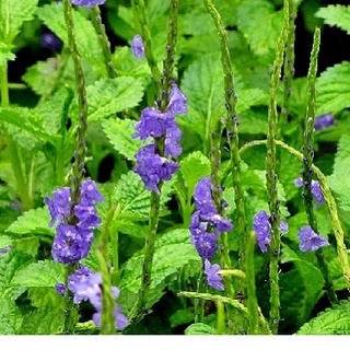 100 Hạt giống cây đuôi chuột