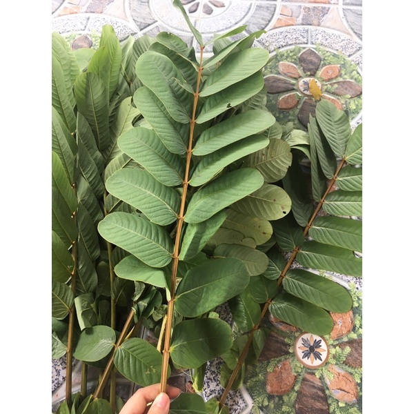 Lá muồng trâu 500gram