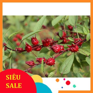 5 Hạt giống Atiso đỏ (Bụt dấm) (tặng gói Kích nẩy mầm và Hướng dẫn)