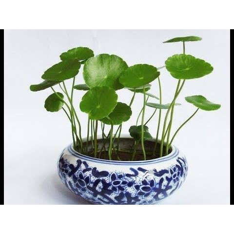 HẠT GIỐNG CỎ ĐỒNG TIỀN