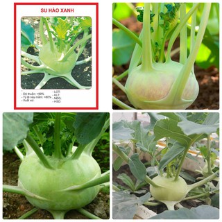 Hạt giống Su hào xanh- 1gr