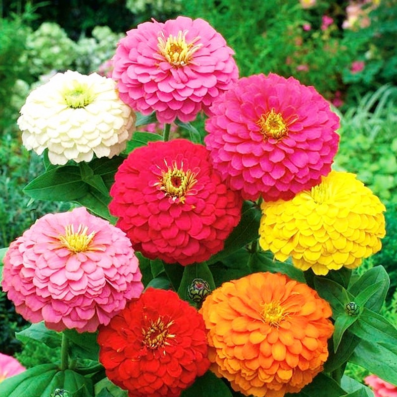 Hạt giống hoa Cúc nhi nha lá nhám (cúc ngũ sắc) nhập thái lan nguyên gói mix nhiều màu (Zinnia Fantasy)