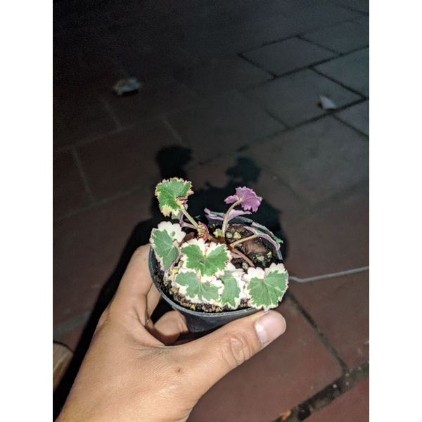 Cây cảnh saxifraga